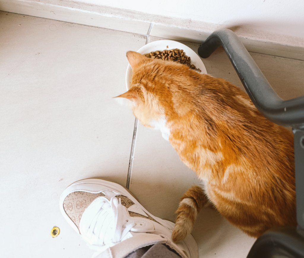 Mücellâ Gündoğan tweet media