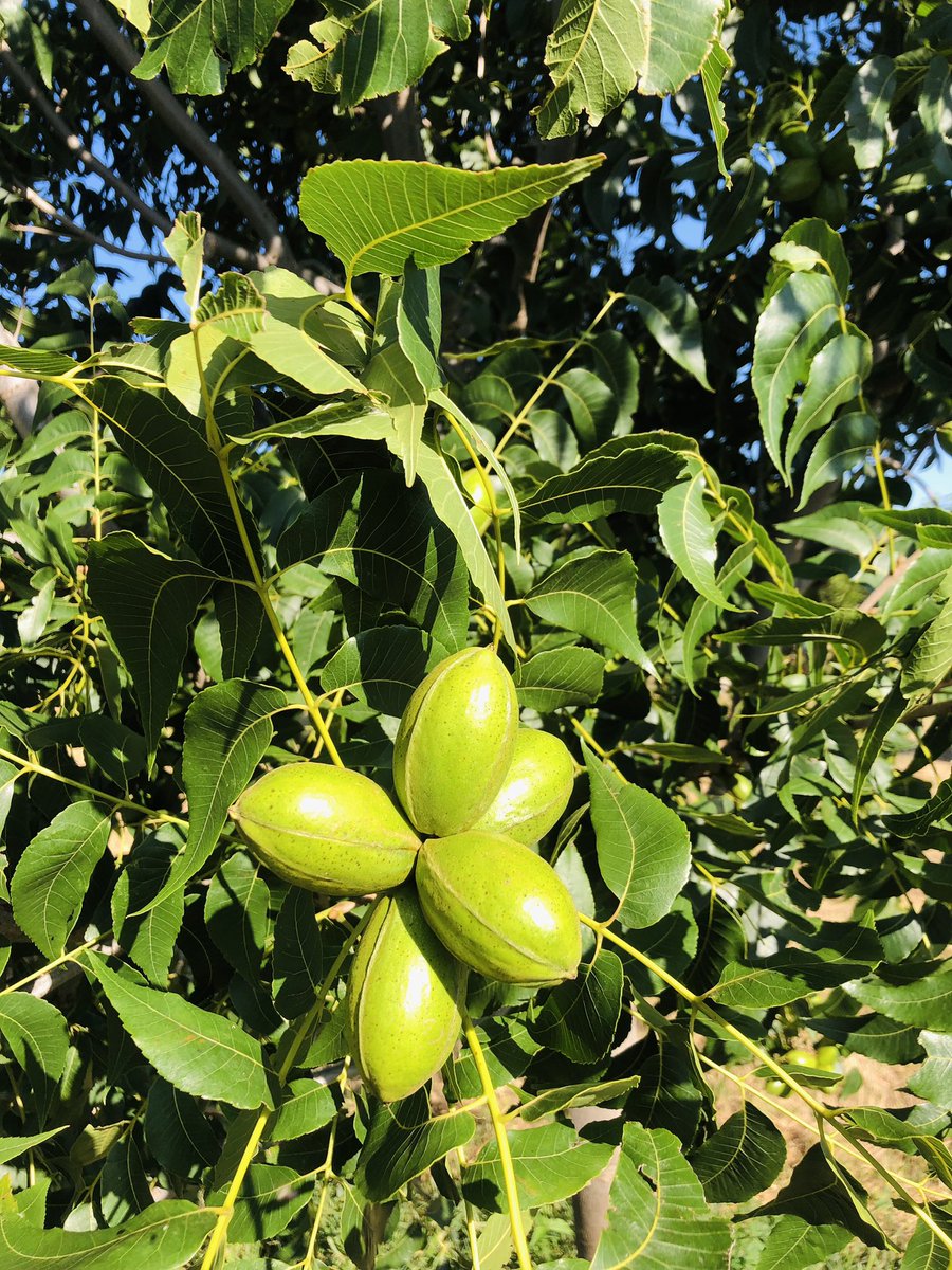 Farmer-In-Chief tweet media