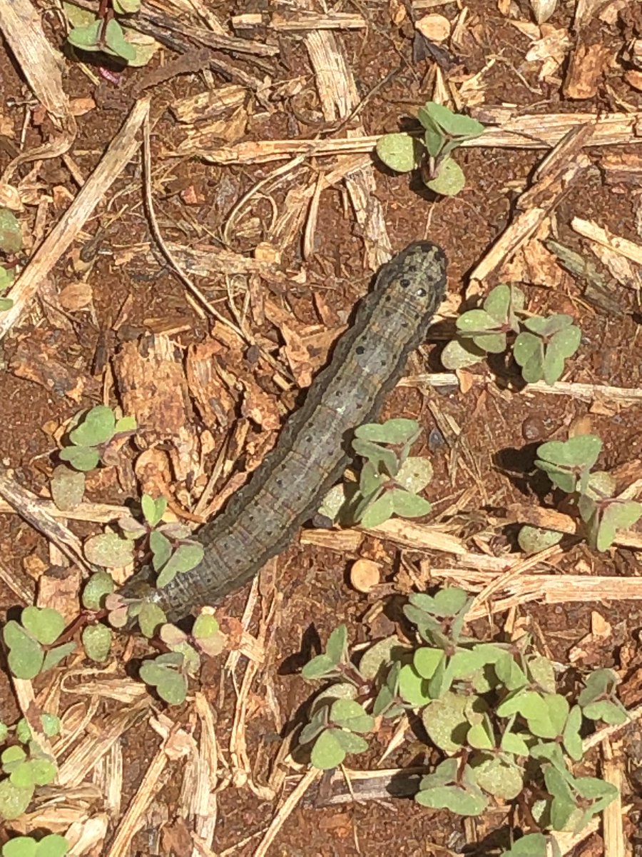 Farmer-In-Chief tweet media