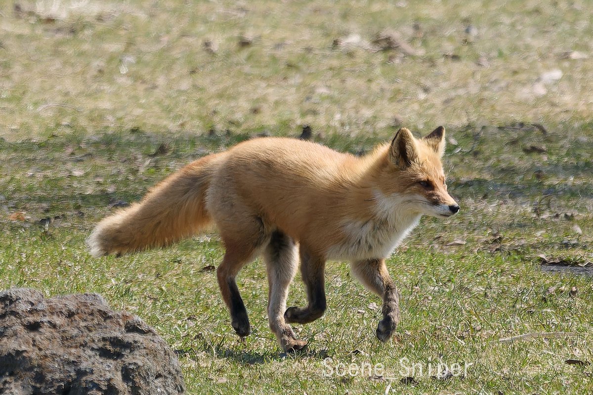 SceneSniper tweet media