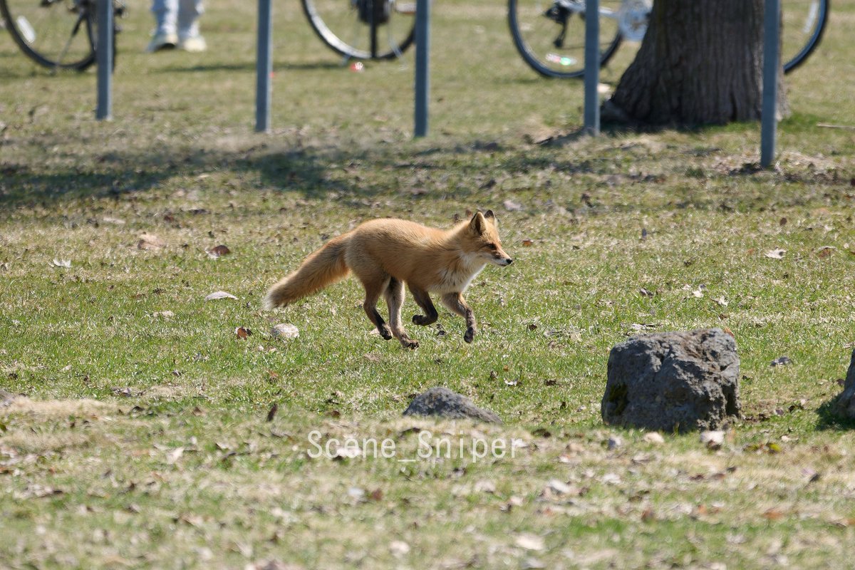 SceneSniper tweet media