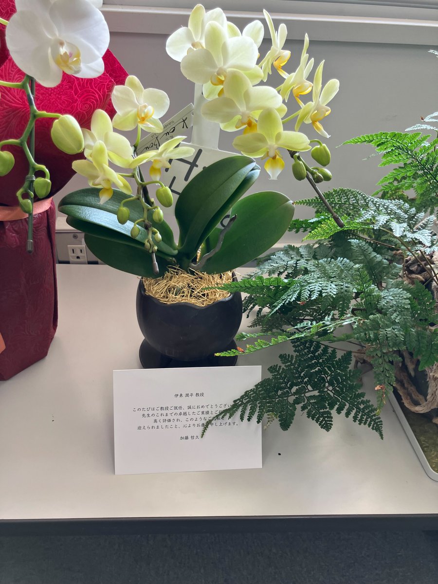 jampei2's tweet photo. 加藤哲久先生からも大変可愛らしい胡蝶蘭を頂き、研究室がより一層華やかになりました。ありがとうございます、バイオインフォマティクスセンター園芸部を立ち上げます！(5/n) https://t.co/qcu4om4XBj