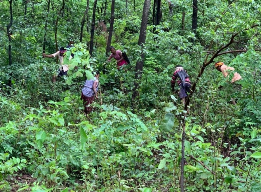 CG Forest & Climate Change Department tweet media