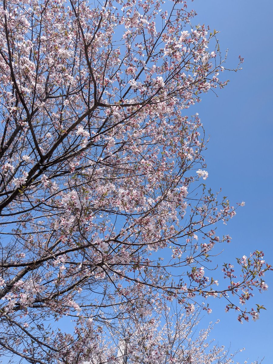 忍者フリード tweet media