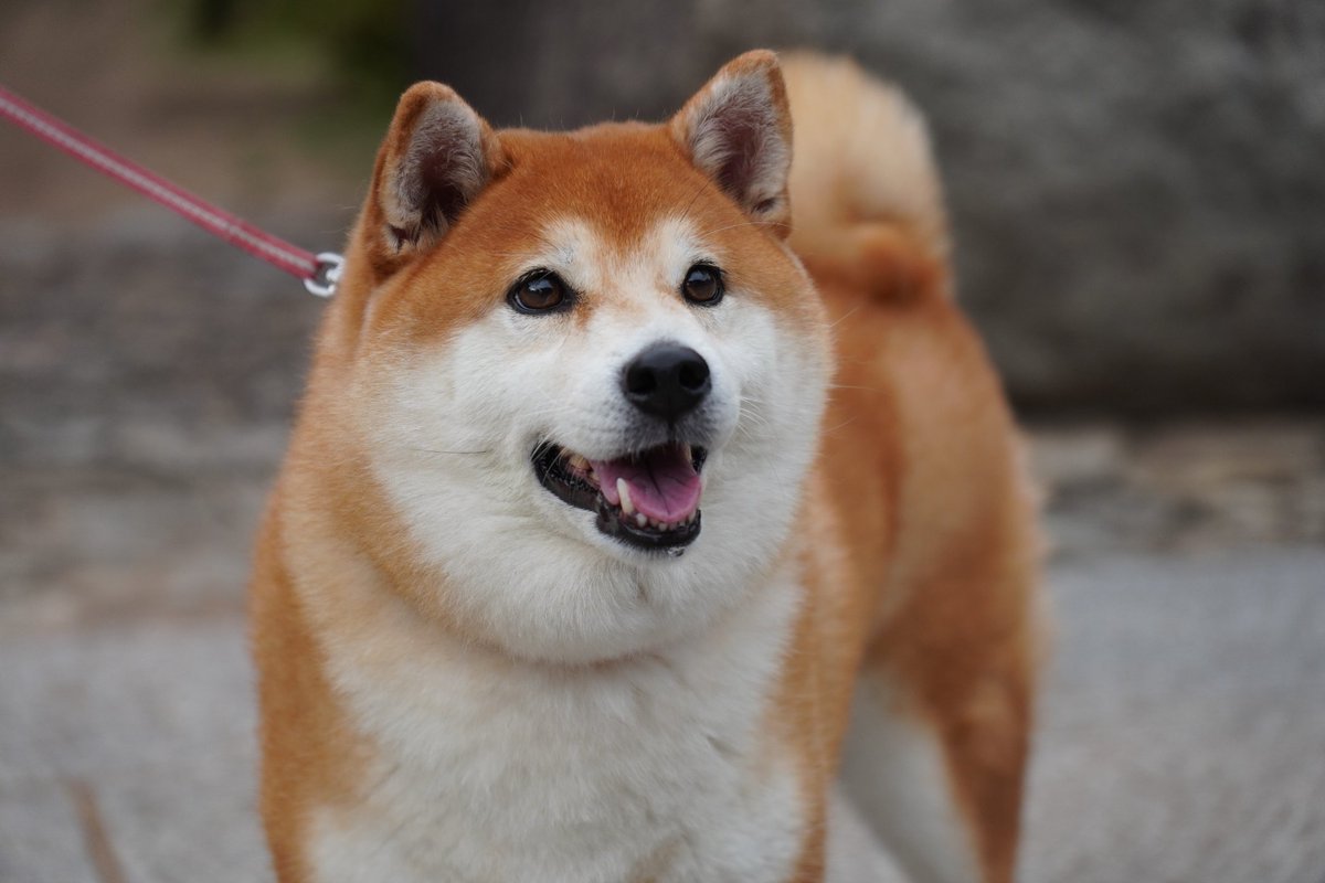 かん @ 現場のWebディレクター tweet media