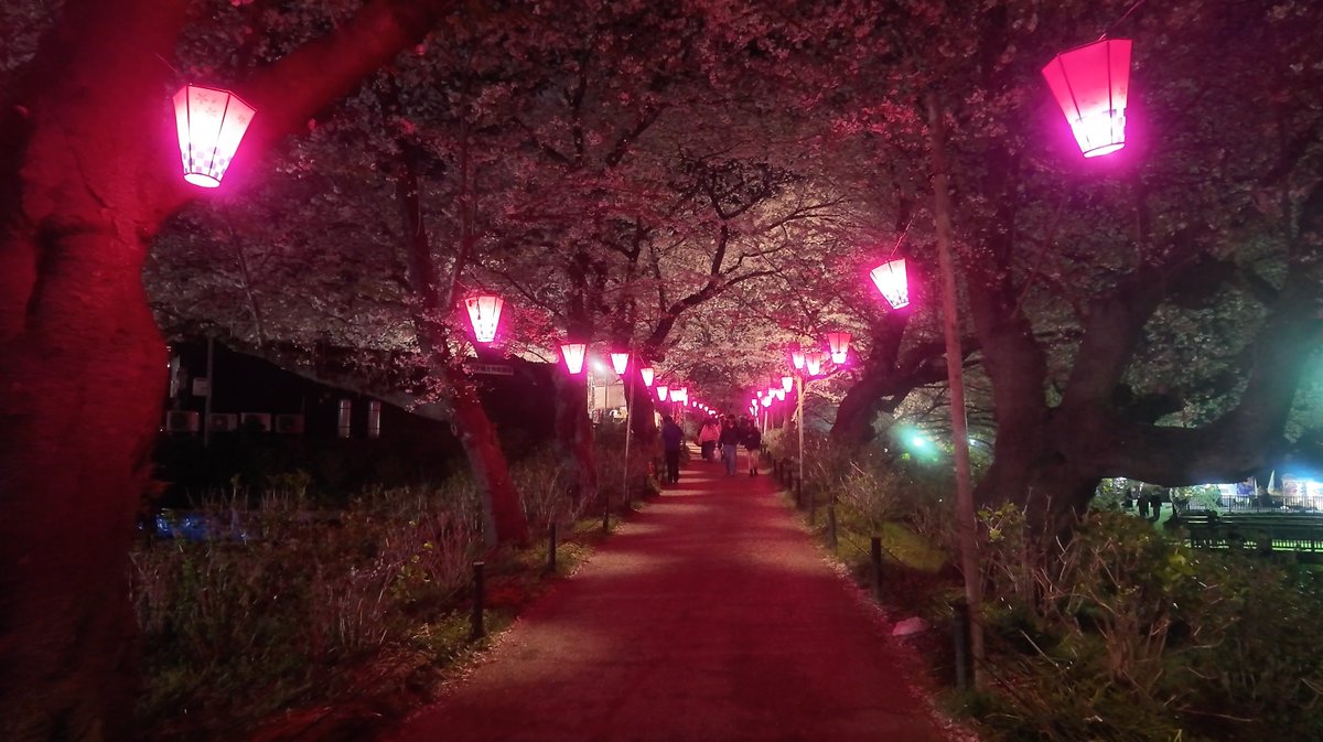 where_shallwego's tweet photo. 埼玉県の桜の名所『権現堂公園』に行ったきたの🌸
お祭りの雰囲気もよかったのー！
屋台飯も食べたお🐷

 #権現堂 #桜 #旅行好きな人と繋がりたい https://t.co/lQN9gvburj