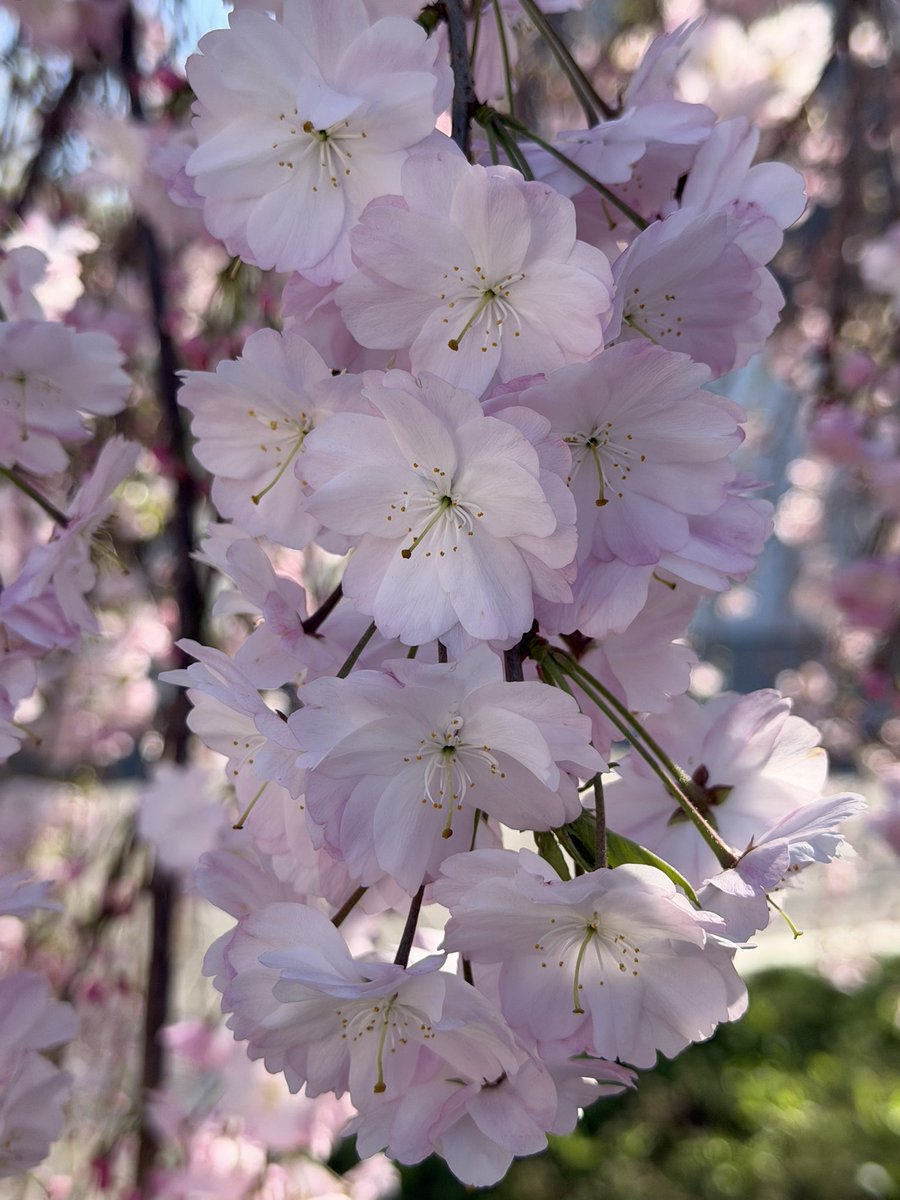 𝒞ℋ𝒜ℛ*✴︎ tweet media