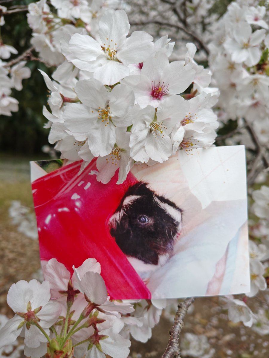 🌸今年もこゆきちゃんとお花見🌸　やっと満開になったのに明日は天気大荒だって😢