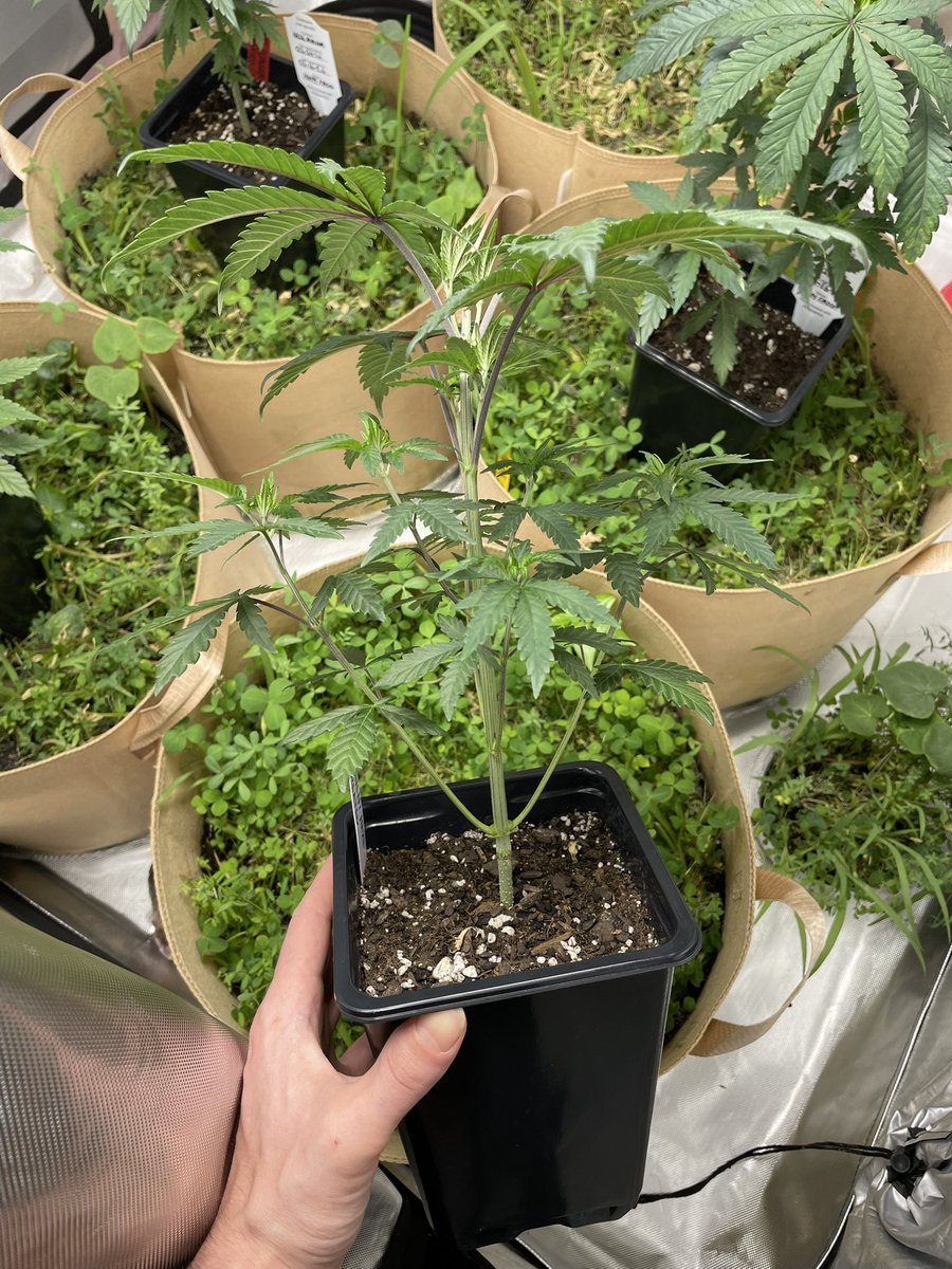BBotanist70635's tweet photo. Permanent Haze &amp; Haze Burger From @HVgenetics . Haze Burger is Being Grown in Half Pro-Mix HP, Half Pro-Mix BX fed with Gaia Green Organics and Worm Castings. Permanent Haze is being Grown in TilthSoil Bloom, this run we’re trying out the cover crop as a green mulch. https://t.co/wd3KrK02Ac