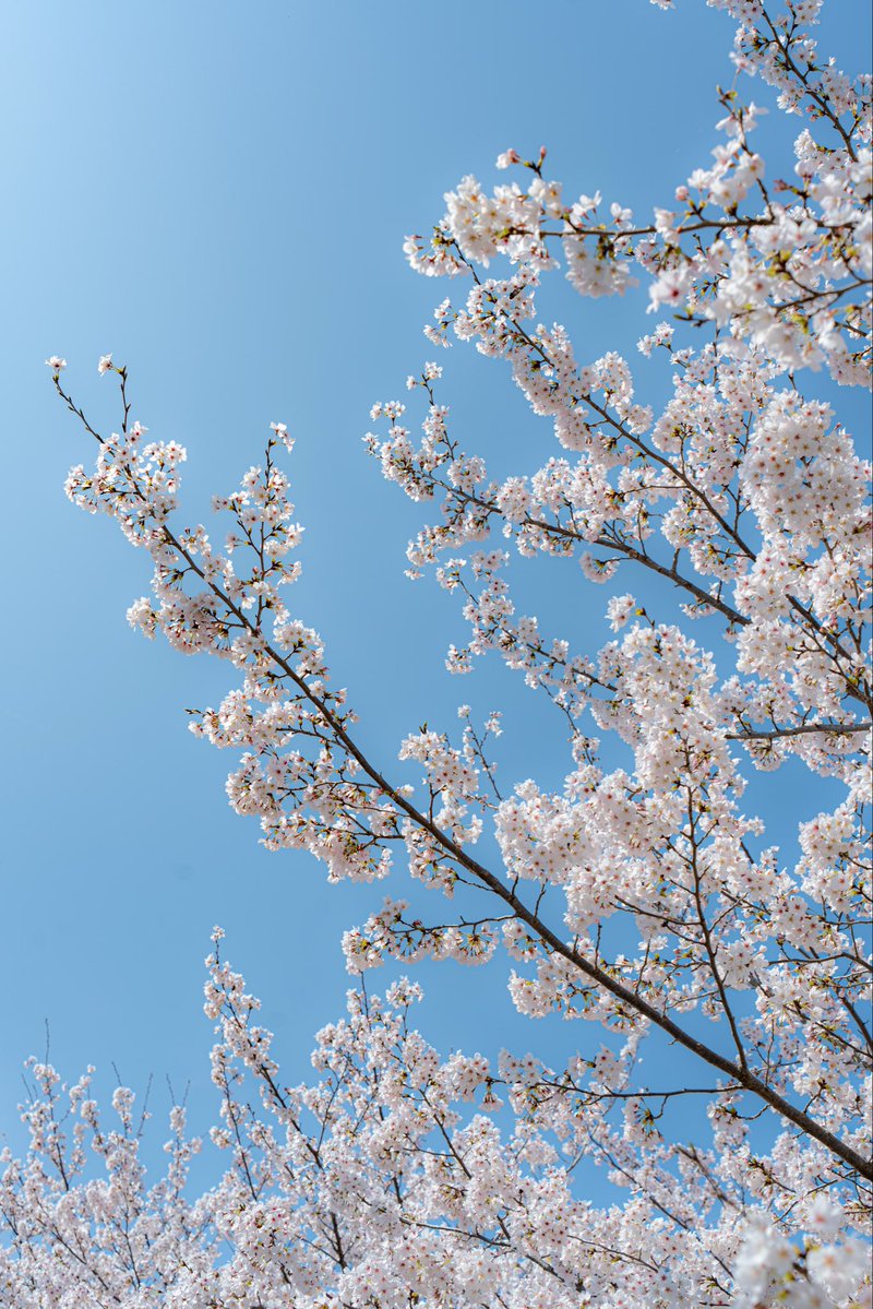 本垢盗まれた【MARU】 tweet media