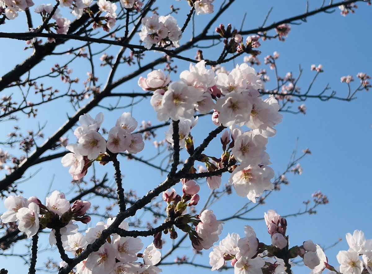 仲曽良ハミ tweet media