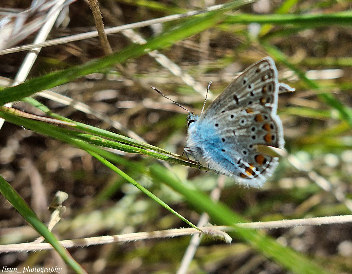 fisunphotograp1's tweet image. #photo
#foto