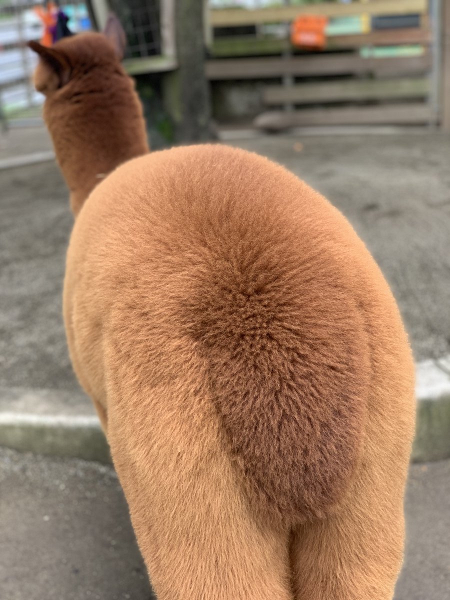 まるでトトロのしっぽ…