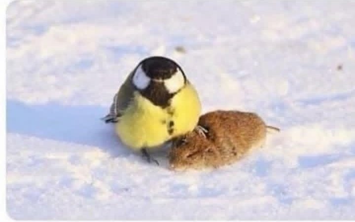 Aqsa Chaudhry tweet media