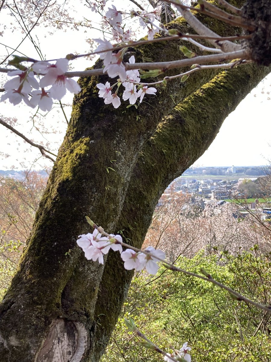 イガイガ tweet media