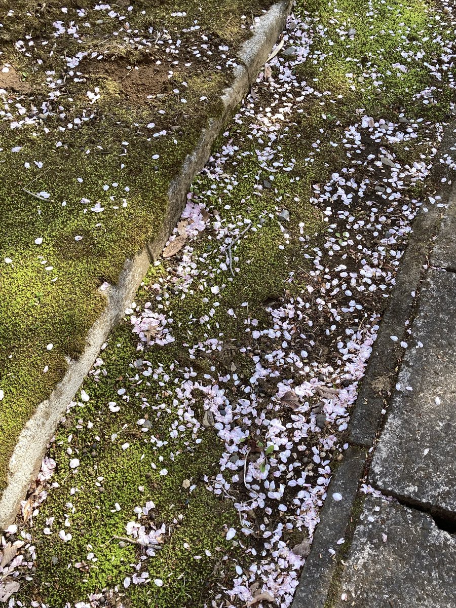 イガイガ tweet media