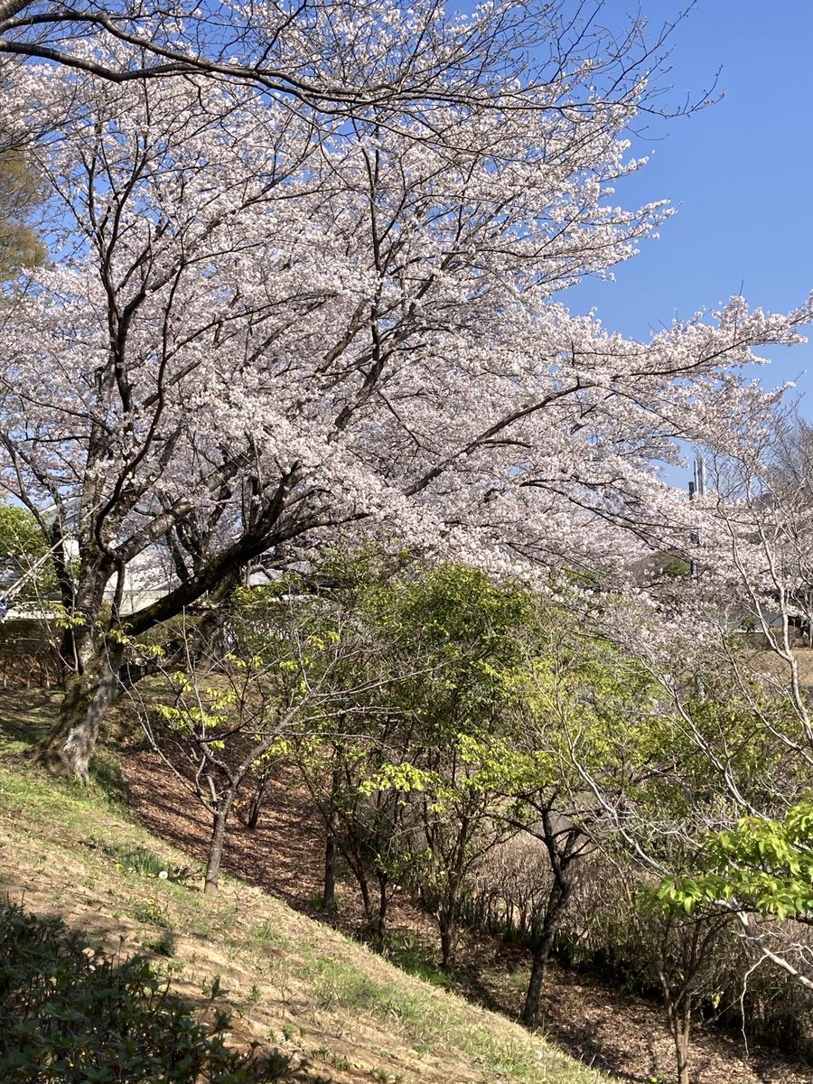 イガイガ tweet media