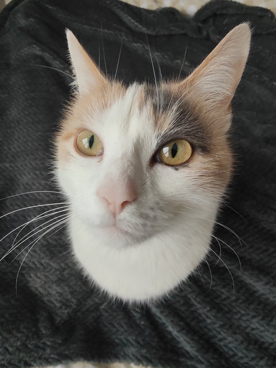 matchalien tweet media