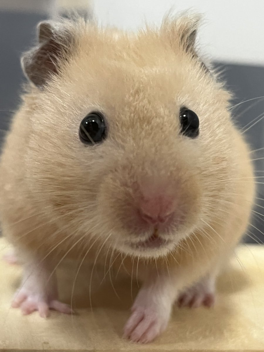 にぎやかおはむ達🐹飼い主奮闘記 tweet media