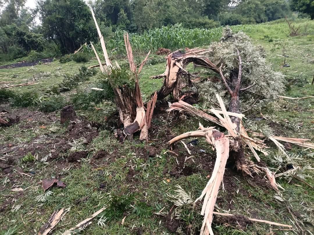 Ignatius tweet media