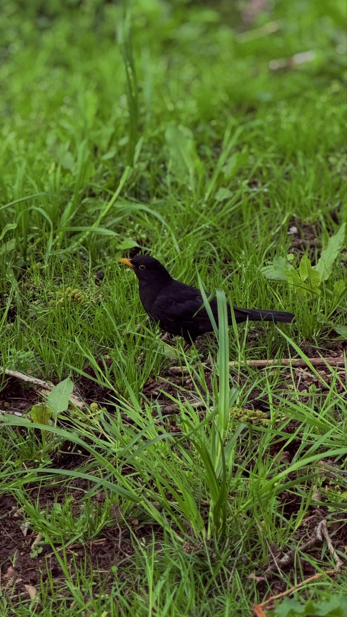 𝔈𝔫𝔢𝔨𝔬 𒌐 𝔜𝔞𝔪𝔞𝔷𝔞𝔨𝔦 tweet media