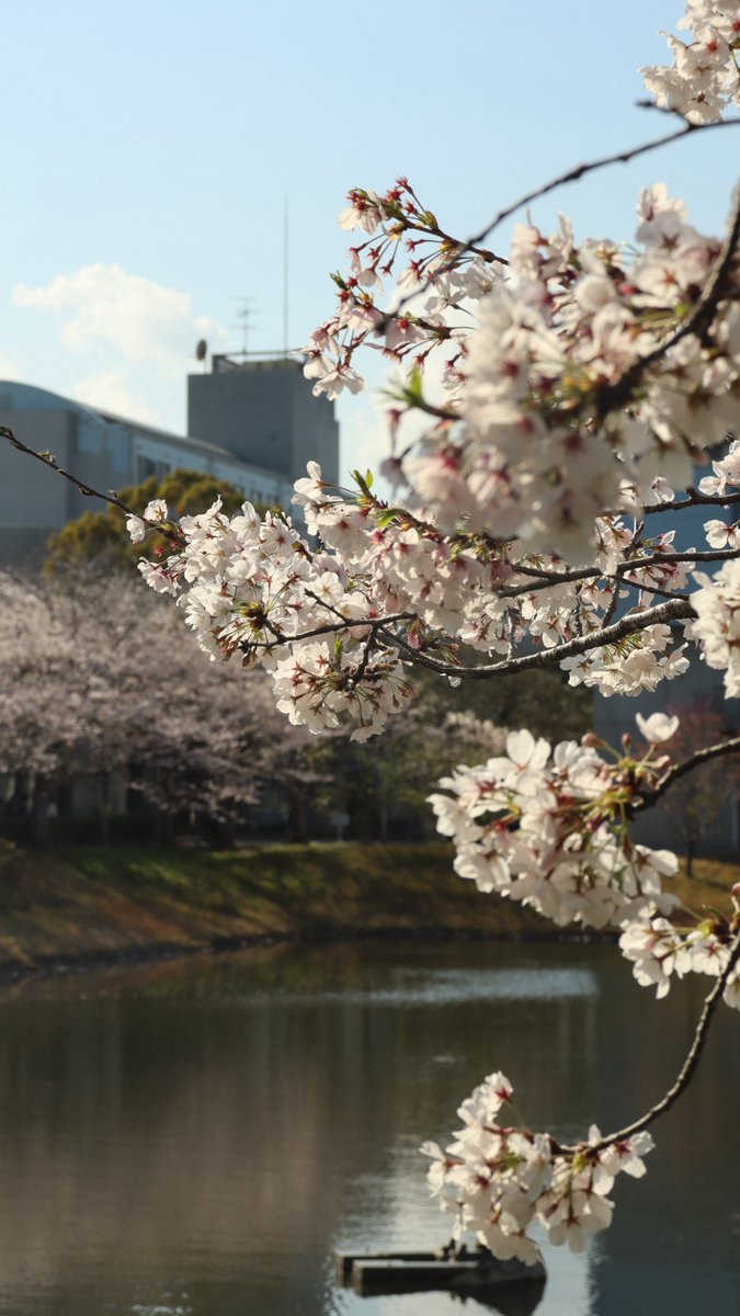 城西国際大学 tweet media