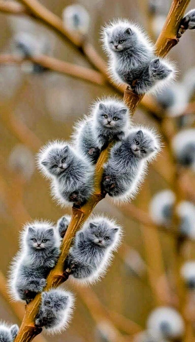 MariePechova 2 tweet media