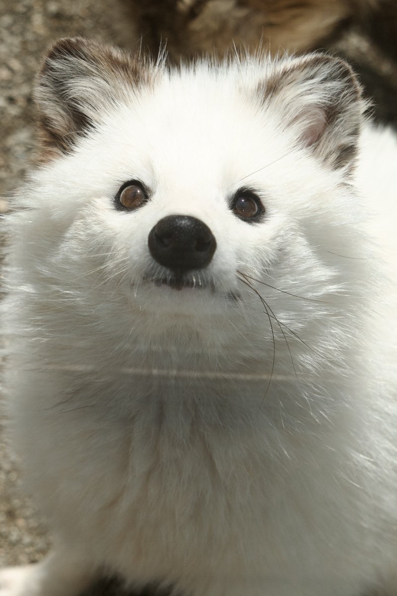 狐仙人乃弟子 トコノ オルタ tweet media