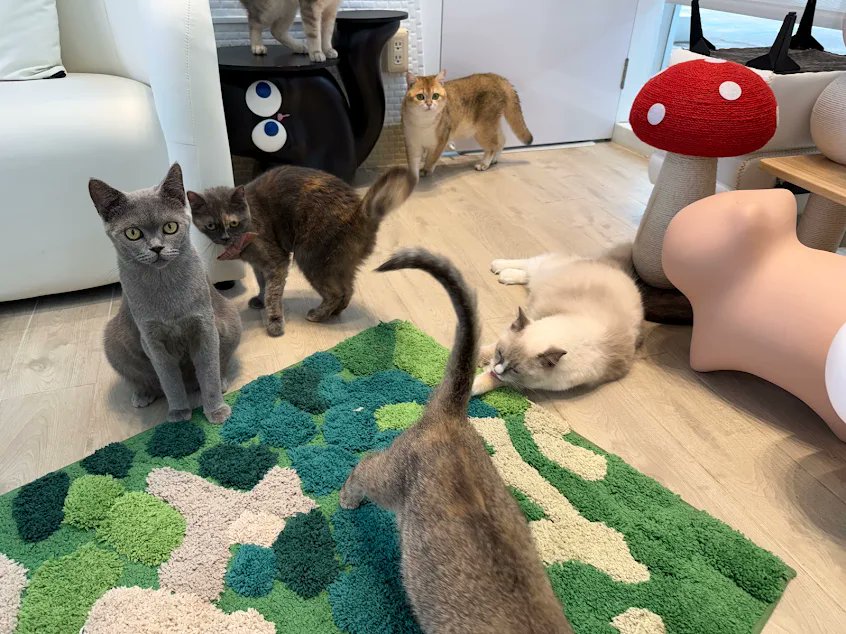 🌈熊恩爸比🐻‍❄️（Shawn） tweet media