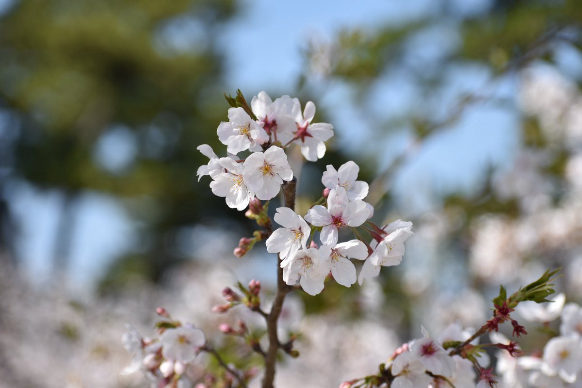 masumin55 tweet media