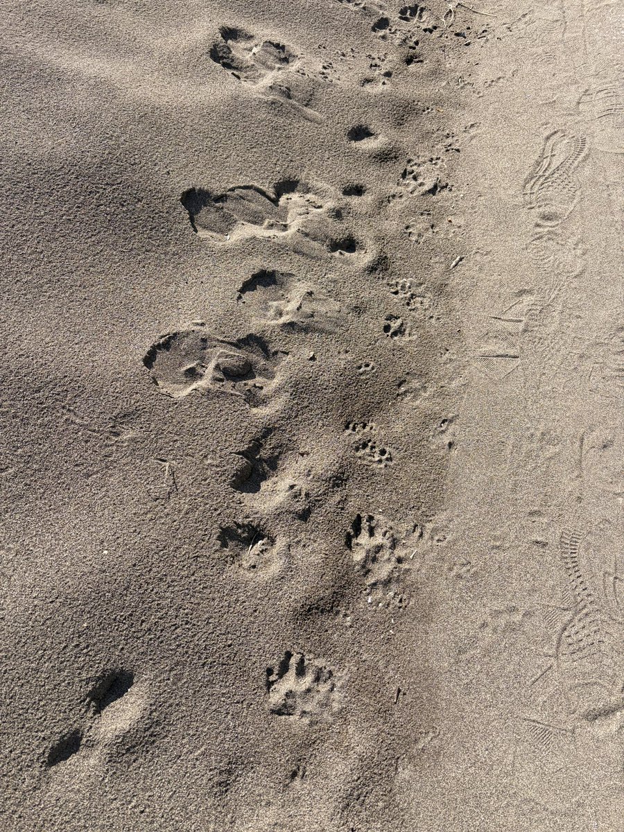 あぷ🍥原稿中 tweet media