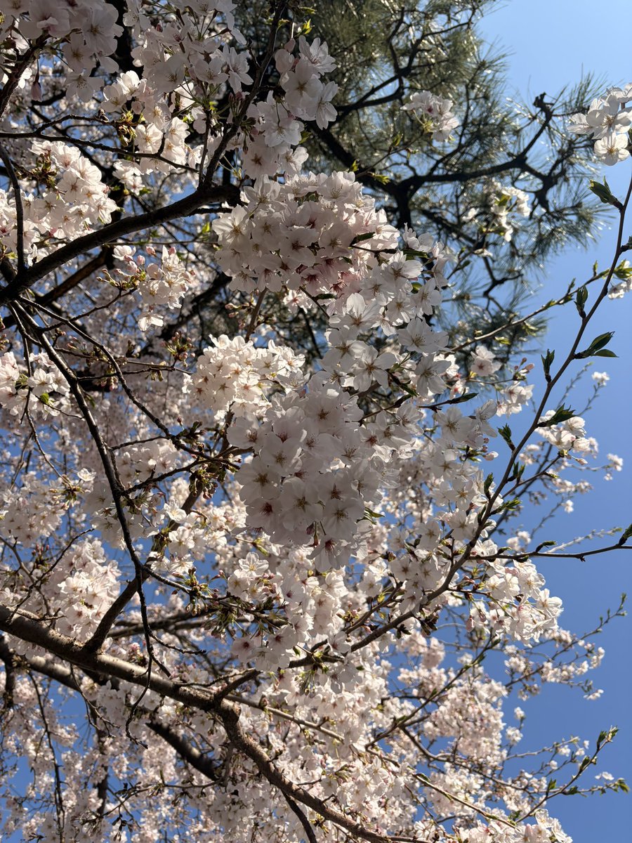 あぷ🍥原稿中 tweet media