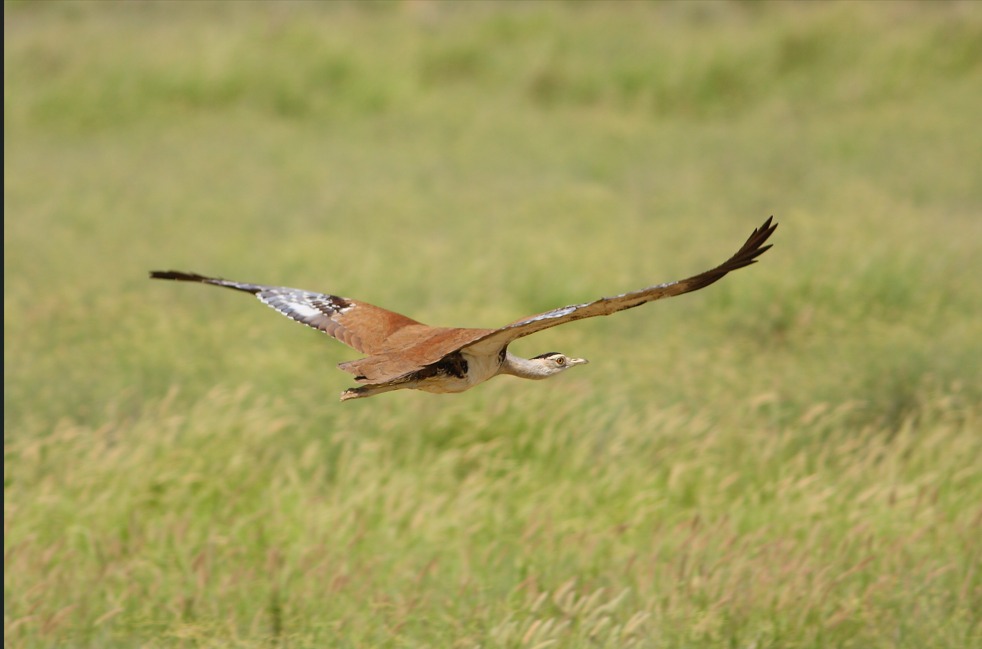 WWF-Pakistan tweet media