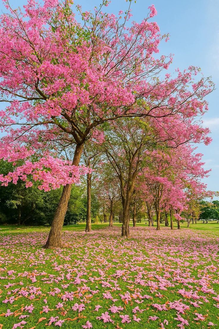 Nolan8981256421's tweet photo. Wishing you a golden afternoon overflowing with warmth and happiness!  🌸🌿🌺🍃💫 https://t.co/Rxh3VkpT4f
