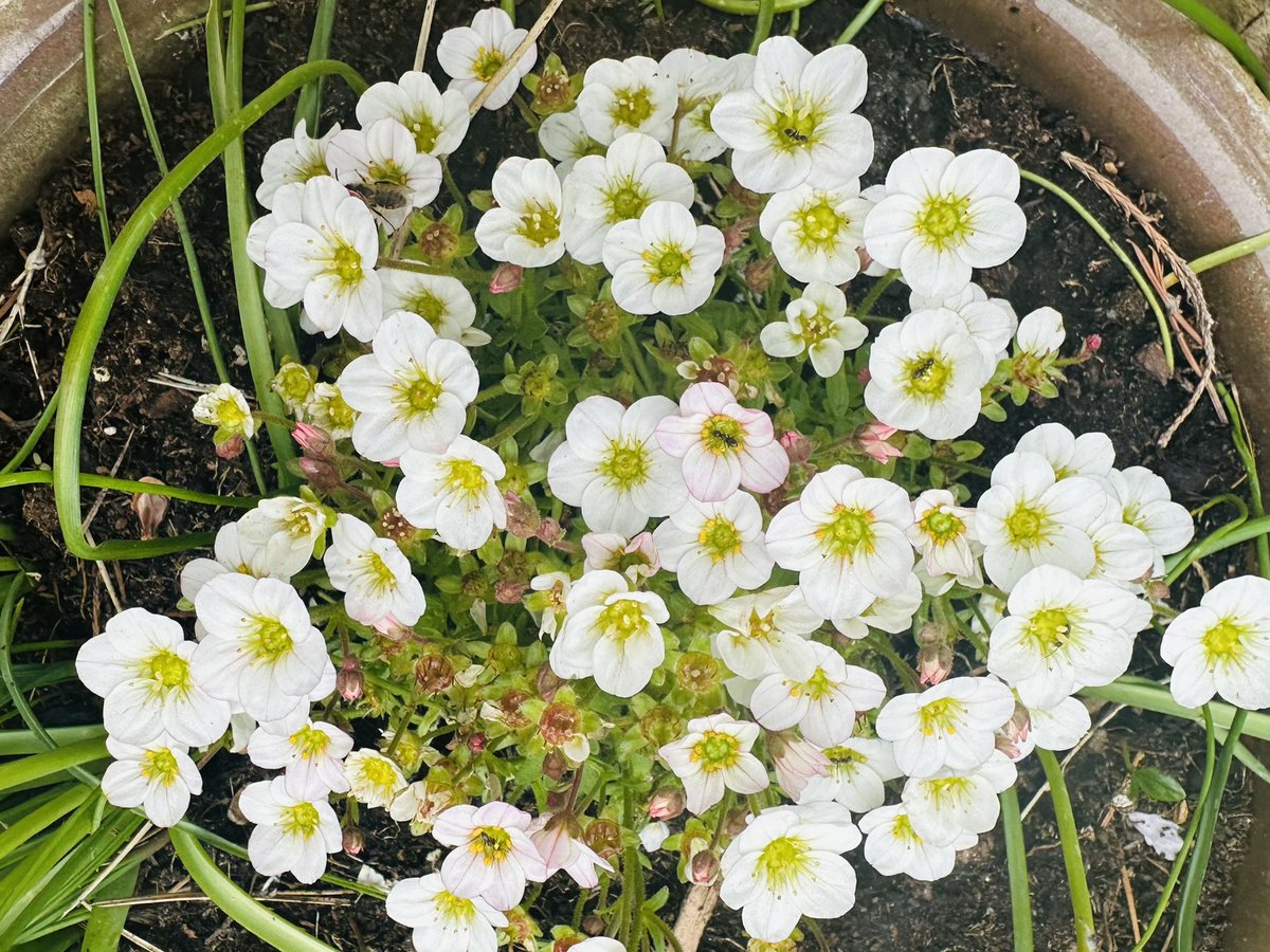 SkylarkArtist's tweet photo. Morning Arenaria…
#Morning #Arenaria 
🌼🌼🌼 https://t.co/pD9lZlU6ME