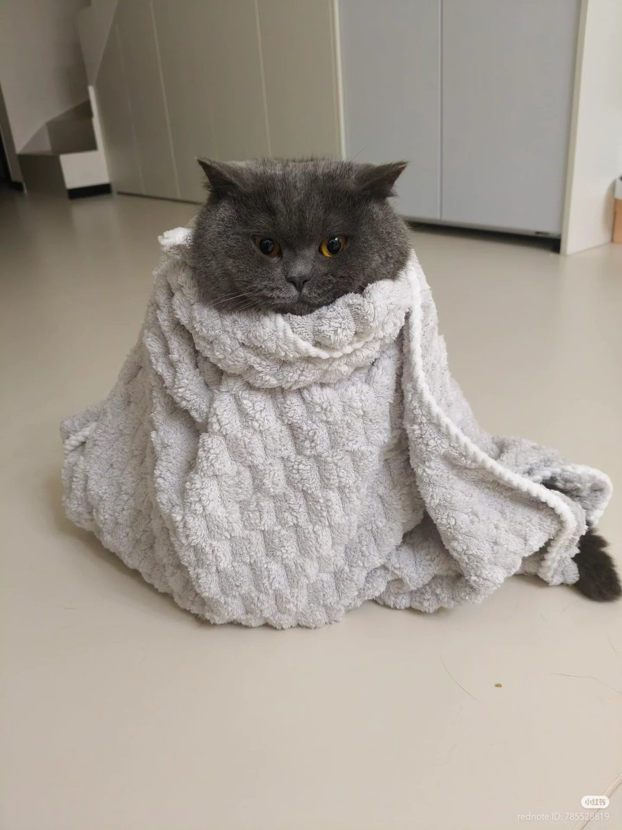 nocontextscats's tweet photo. purrito https://t.co/zcgbunkisL
