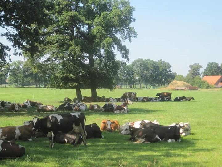 🌷Drs. Jol@ndE🌷🇳🇱🧡🇮🇱 tweet media