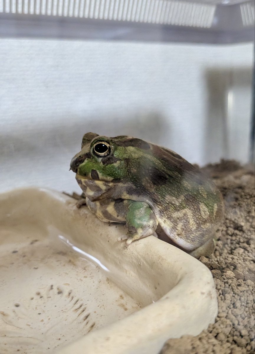 乱暴おまめちゃん tweet media