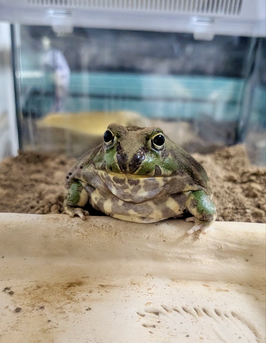 乱暴おまめちゃん tweet media