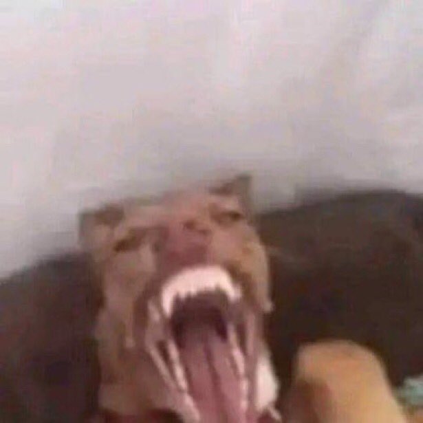 Timmy 🐈‍⬛ tweet media