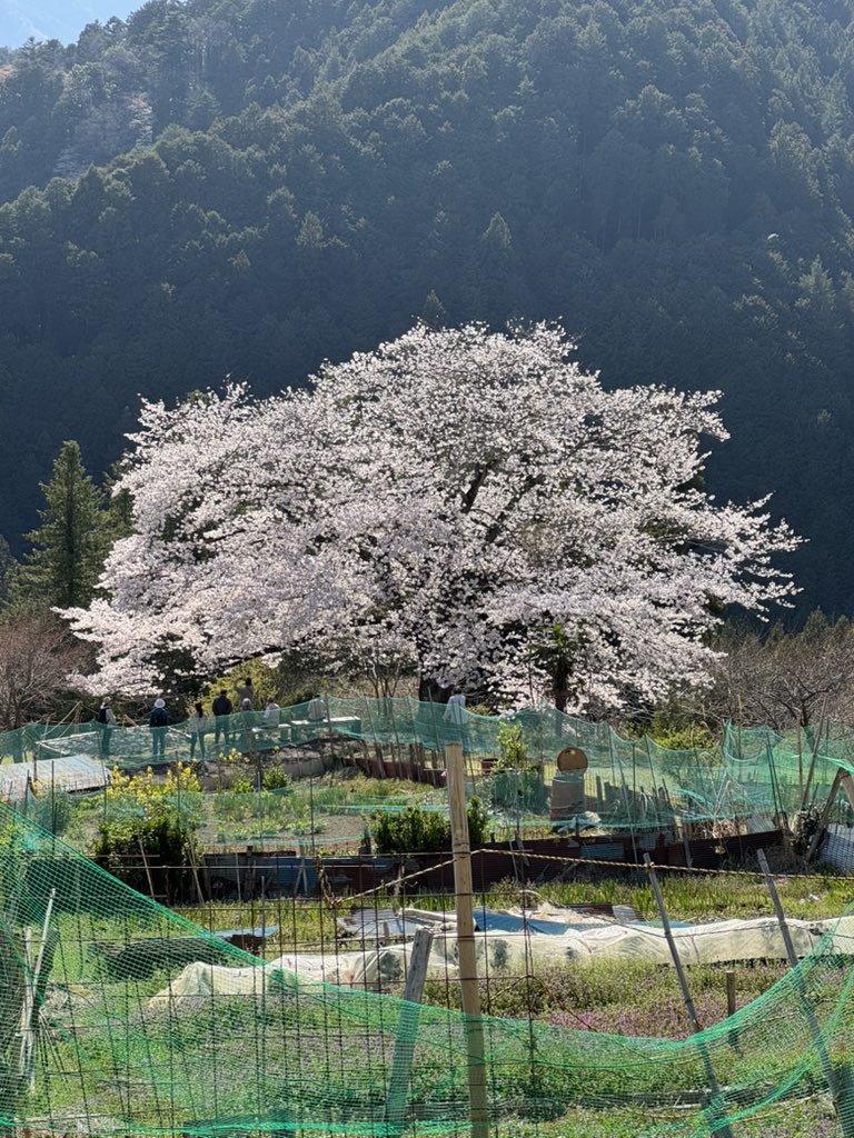 Pathfinder_DVM's tweet photo. 今年も八徳の一本桜見に来られました🌸 https://t.co/YGAhKhuGGt