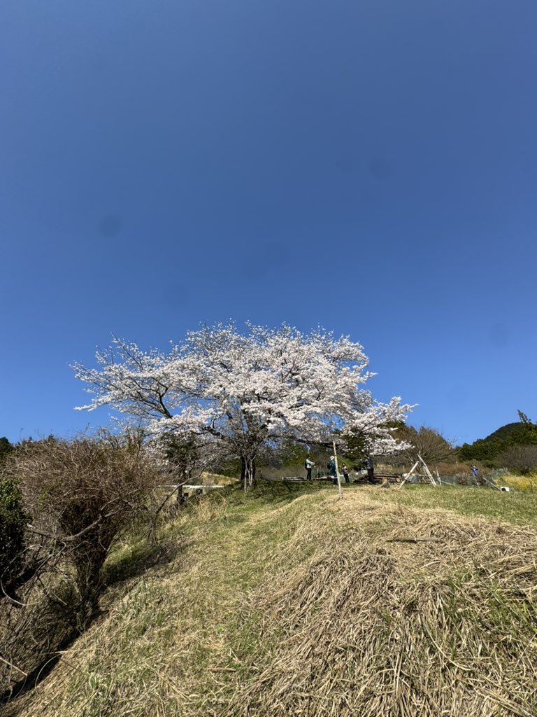 Pathfinder_DVM's tweet photo. 今年も八徳の一本桜見に来られました🌸 https://t.co/YGAhKhuGGt