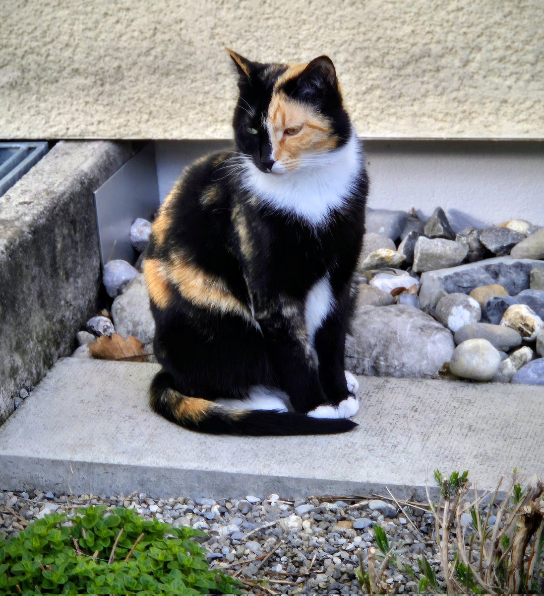 Miss Morlord 🖤🩶🤍💜 tweet media