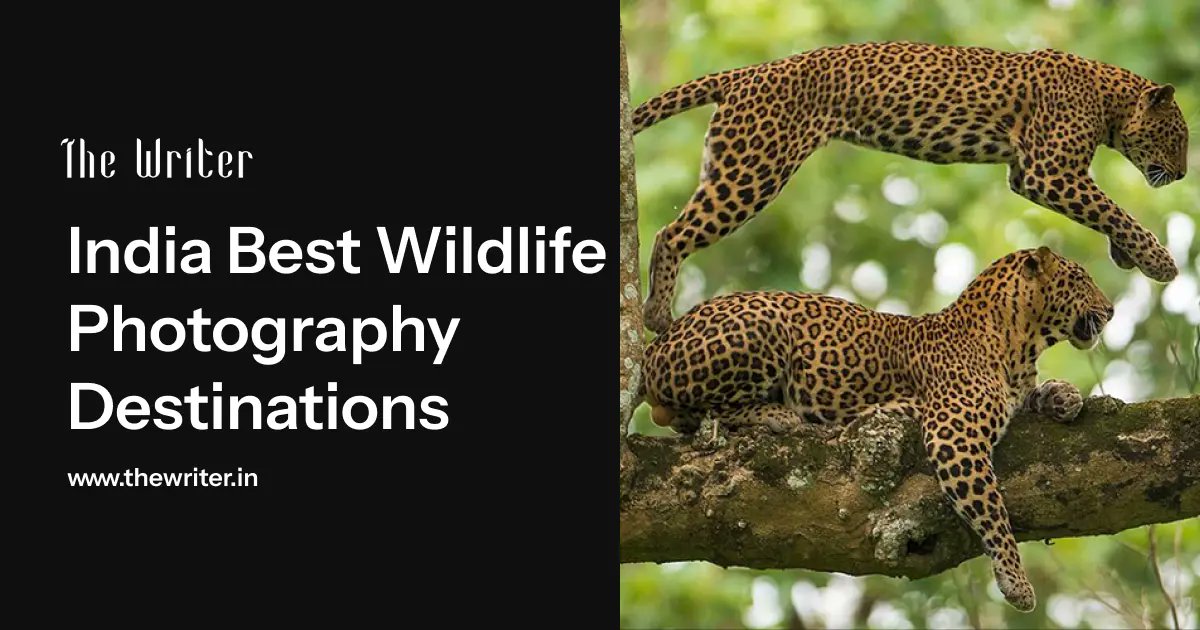 thewriternews's tweet image. These destinations not only offer incredible wildlife encounters but also contribute to India's growing reputation as a global hotspot for eco-tourism and photography. Pack your camera and get ready for an unforgettable journey into the wild!
thewriter.in/indias-best-wi…
#thewriter
