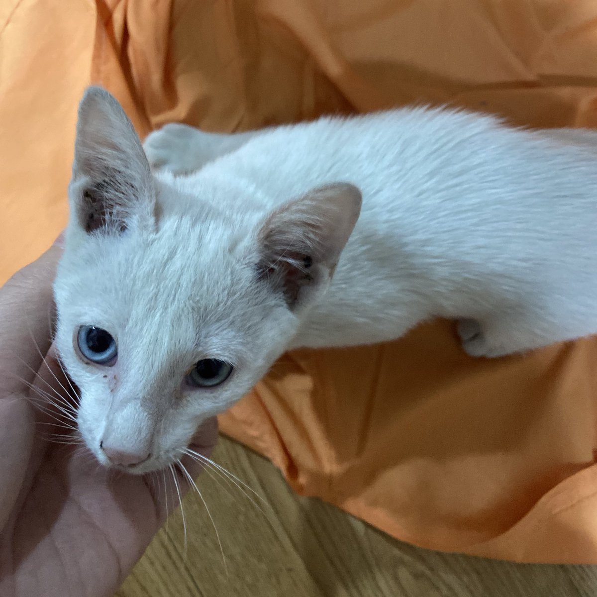 aปุ้ม tweet media