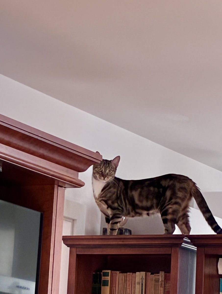 AnneMarie of Austria tweet media