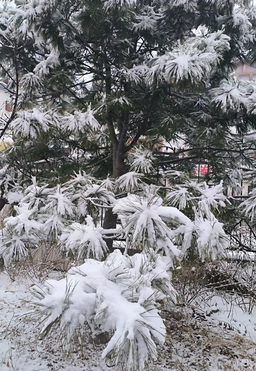 鱼白白 tweet media