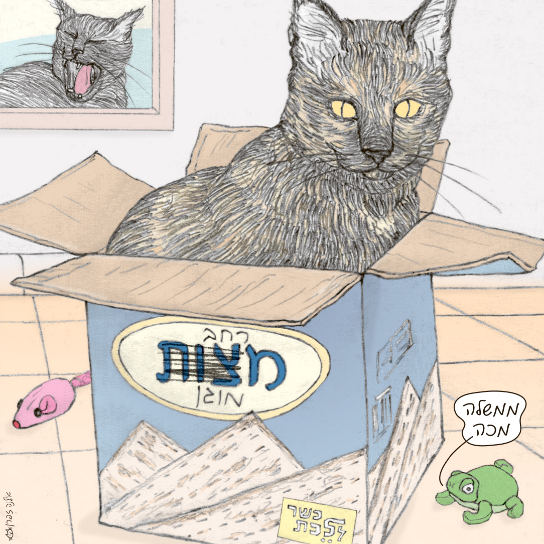 רפי tweet media