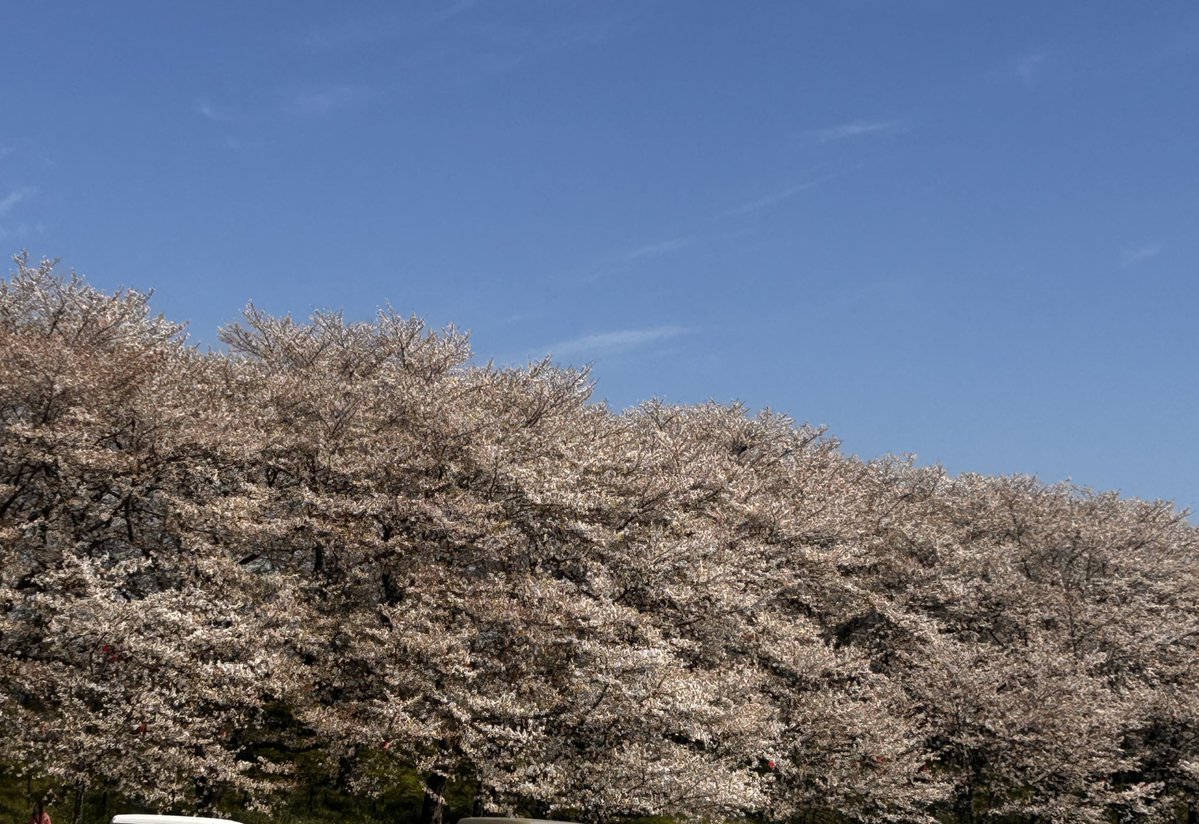 マギー tweet media