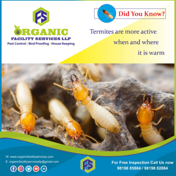 LlpOrganic's tweet photo. Termite Pest Control in Borivali – Protecting Structures Before Dama ..For more info visit...https://t.co/e73O2NRSaH https://t.co/8Olu8aSPPT